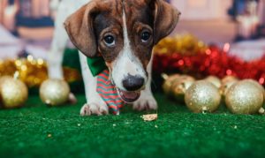 Não é possível aplicar por analogia pensão alimentícia aos pets de estimação