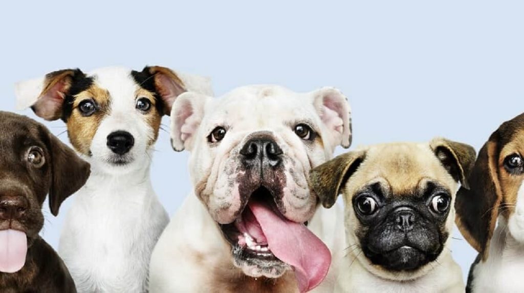 Juiz nega danos a petshop após tutora denunciar morte de cão nas redes sociais