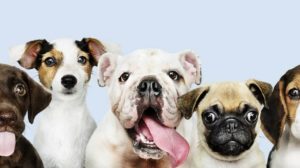 Juiz nega danos a petshop após tutora denunciar morte de cão nas redes sociais
