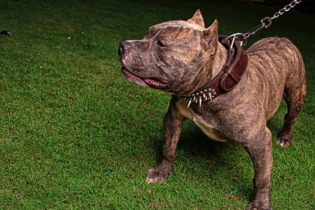 Tutor de pitbulls é condenado a indenizar pedestre atacada por cães em via pública