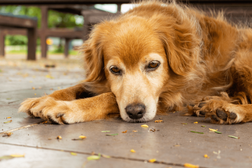 Animal dado como presente é bem particular e não entra em partilha de bens