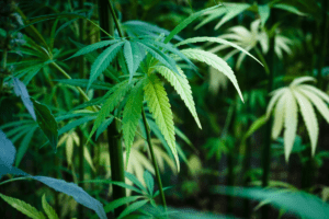 STJ amplia salvo-conduto para autorizar transporte de cannabis in natura
