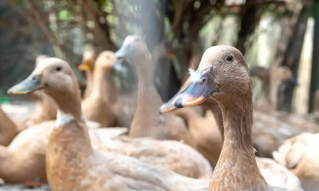 País veta produtos por alimentação forçada de animais, como foie gras